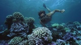 Maldives commits to International Year of the Coral Reef