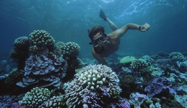 Les Maldives s’engagent pour l’année internationale des récifs coralliens