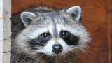 Raccoon Delays Air Canada Flight