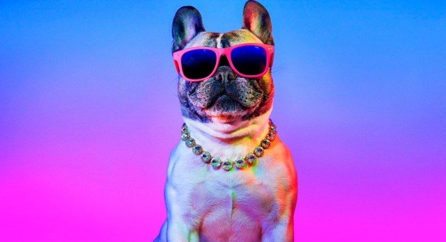 A real dog’s life in Montreal