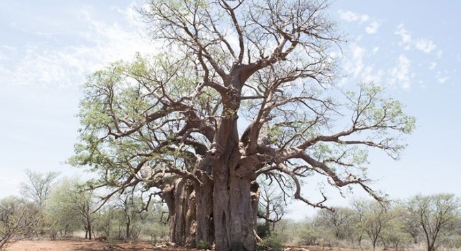 Africa’s oldest baobabs die suddenly. Why?