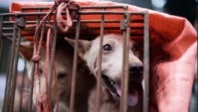 Pets Tourism: Dogs in danger in China