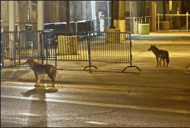 Coyotes have entered Montreal