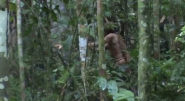 An Indian, in the Amazon forest, has lived alone for 22 years