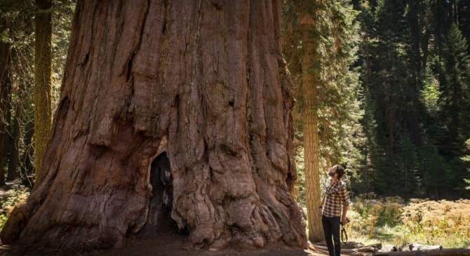 United States : The giant sequoias of Yosemite Park enter the era of ecoresponsible tourism