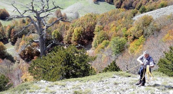 Researchers have discovered the oldest tree in Europe: it is 1200 years old and is in Italy.