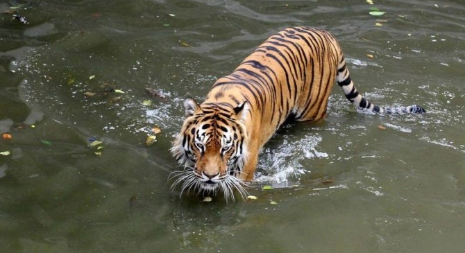 The tiger population has doubled in Nepal