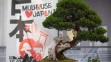 Mulhouse loves Japan