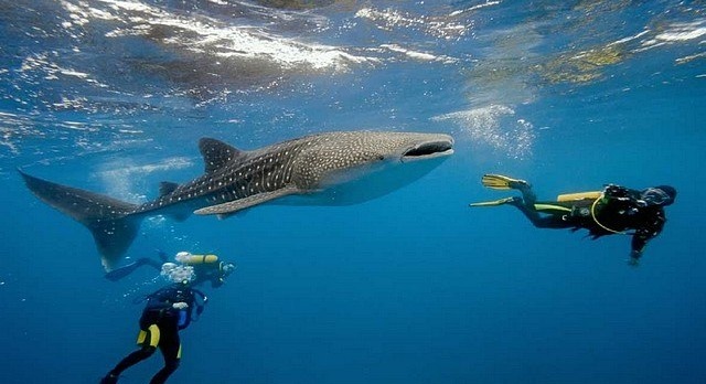 Swimming next to a whale shark, a travel idea for this winter