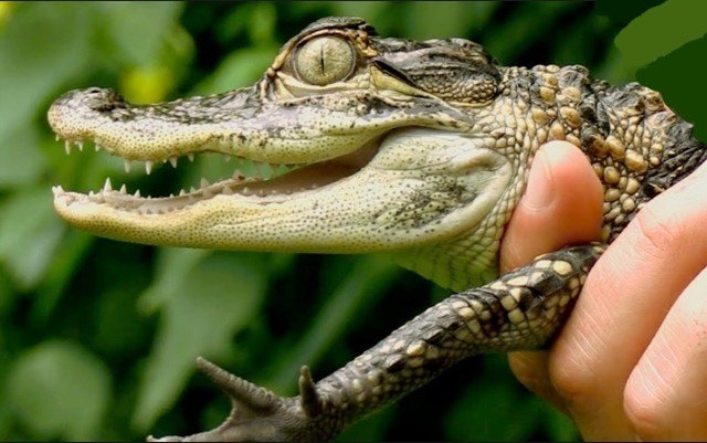 La Ferme aux Crocodiles fait aussi des petits