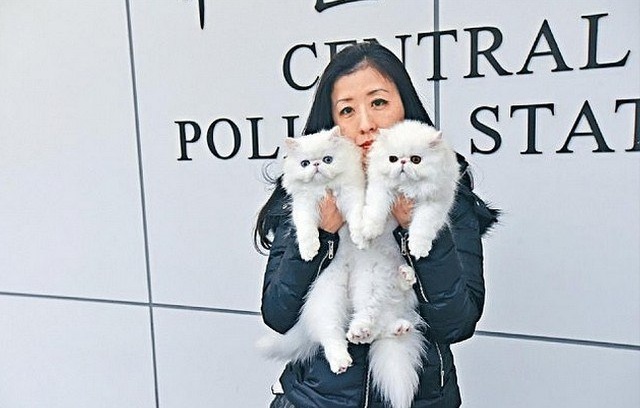 Amoureuse de chatons persans, elle passe la douane en faisant croire qu’elle est enceinte