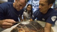 Tourisme à Monaco : Le Musée Océanographique accueille ses tortues marines