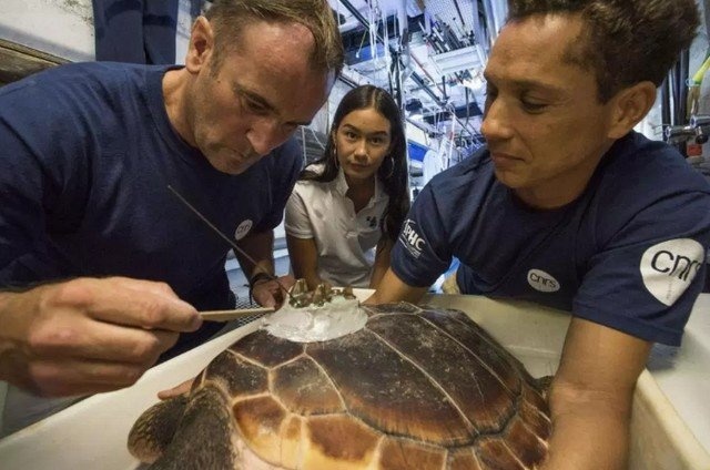 Tourisme à Monaco : Le Musée Océanographique accueille ses tortues marines