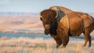 A buffalo attacks a little girl in Yellowstone Park