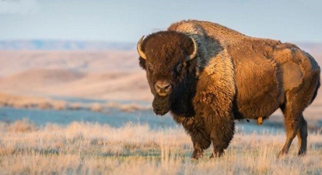 A buffalo attacks a little girl in Yellowstone Park