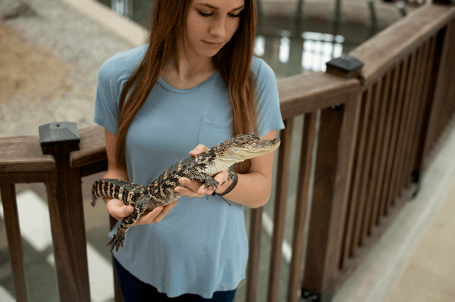 Opening of the new Gator Chateau & Visitors Center in Jennings, Louisiana