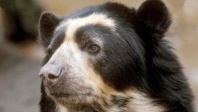 The spectacled bear, a unique species in the Andean Choco of Pichincha, a UNESCO biosphere reserve