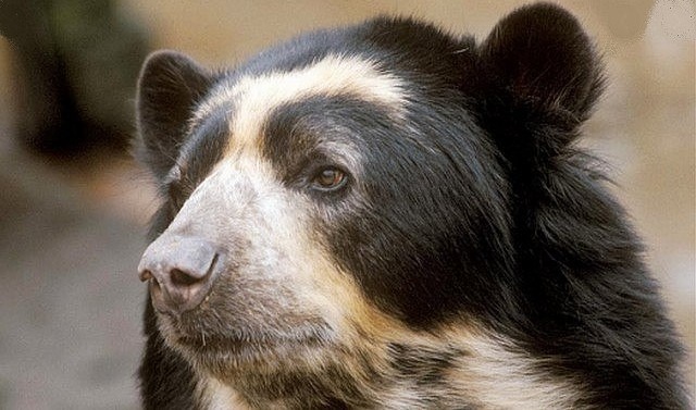 The spectacled bear, a unique species in the Andean Choco of Pichincha, a UNESCO biosphere reserve