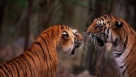 Bonne nouvelle : la population de tigres sauvages a augmenté de 30 % en Inde