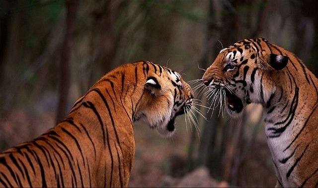 Good news : wild tiger population up 30 % in India
