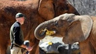 The sale of elephants to zoos and parks will soon be banned