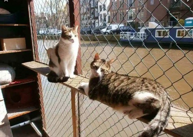 Amsterdam donne sa langue au chat