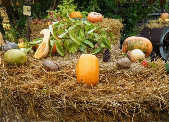 Les Hortomnales à Saint Rémy-la-Varenne en Anjou