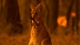 L’ Australie a vaincu les incendies, une bonne nouvelle pour le tourisme