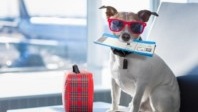 L’indemnité d’annulation voyages CE, c’est pas que pour les chiens