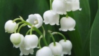 le muguet signifie : retour du bonheur