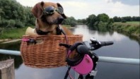 Going on a trip with your dog : real happiness or trouble?