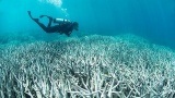 La grande barrière de corail à portée de main