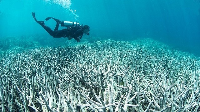 La grande barrière de corail à portée de main