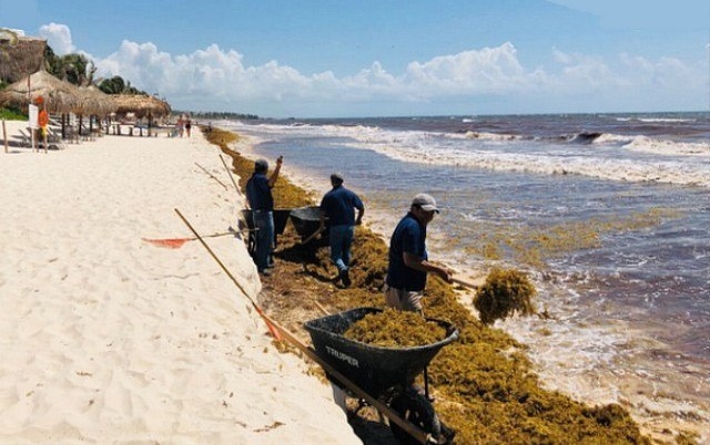 Tourisme au Mexique :  des plages déjà souillées aux sargasses