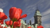 350 mille tulipes à Cheverny