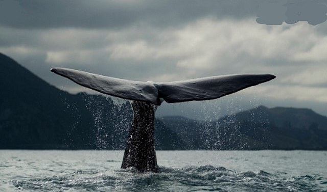 Les baleines bleues enfin de retour en Antarctique