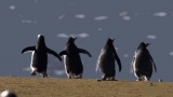 It’s a penguin’s penguin’s penguin’s world