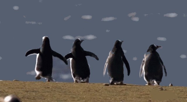 It’s a penguin’s penguin’s penguin’s world
