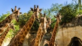 Bioparc de Doué-la-Fontaine, au plus près de l’essentiel