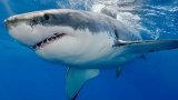 Breaking news : Deux touristes tuées par des requins près d’Hurghada en Egypte