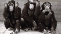 Malin comme un singe