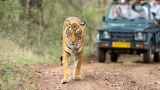 Tourisme animalier : un marché qui sort ses griffes