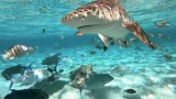 Tourisme en Thaïlande: Requins et touristes en mode cohabitation