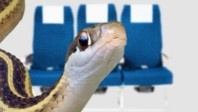 Un serpent dans l’avion