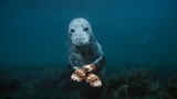 Les photographies sous-marines de Brian Skerry en pleine lumière