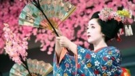 Tourisme au Japon : Quand pourra t-on admirer les cerisiers en fleurs ?