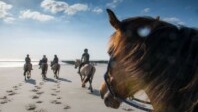 Henson, la baie de Somme en transhumance spectaculaire
