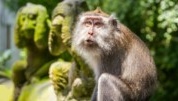 Deux touristes tués dans la forêt sacrée des singes à Bali