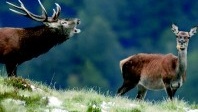 Le Val d’Aran, l’autre versant des Pyrénées