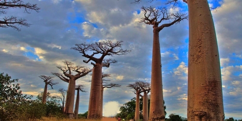 Madagascar